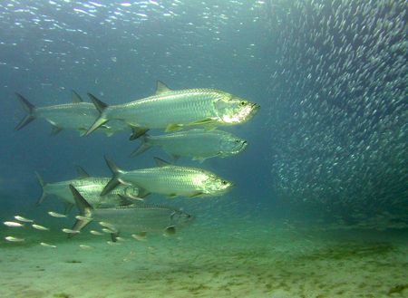 Schooling Tarpon feed on a school of bait in Brewers Bay ... by Terry Moore 