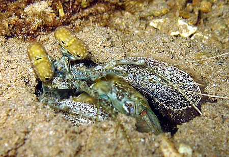 Mantis shrimp (Stomatopod- Lysiosquillina maculata) waiti... by Christine Huffard 
