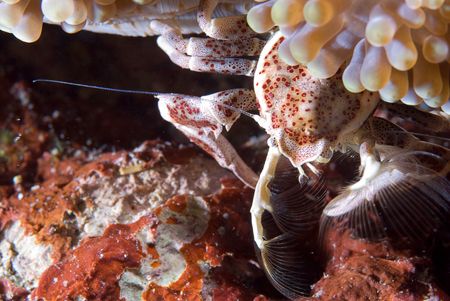 Anemone Crab, Solomon Islands by Andy Lerner 