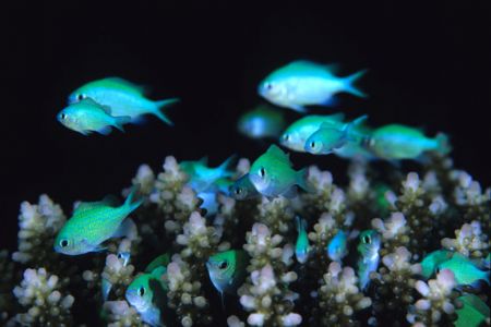 Brightly coloured Chromis Damselfish going about their bu... by Richard Smith 