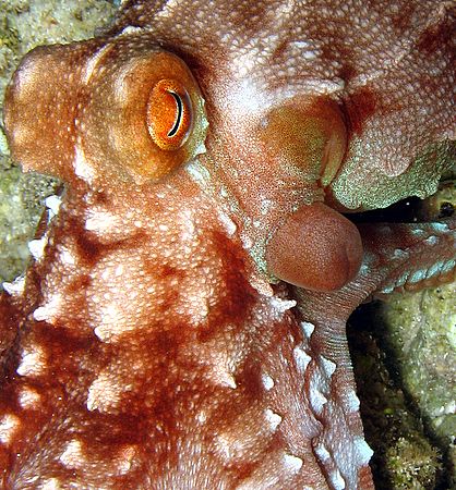 Octopus close up by Christine Huffard 