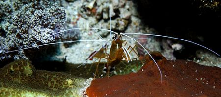 Cleaner shrimp, Maldives 2006 Nikon D70, 60mm. by Chris Wildblood 