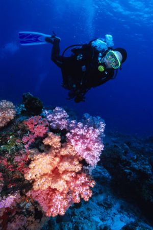 My buddy with a nice clump of soft corals by Richard Smith 