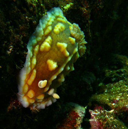"Troll of the Sea". Clumpy Sea Slug- taken in Pupekea, HI. by Mathew Cook 