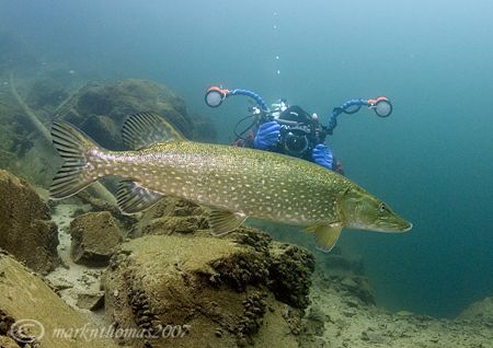Pike and Mr H.
Stoney Cove.
D200, 16mm. by Mark Thomas 