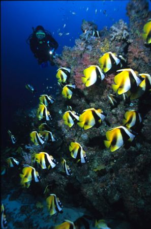 Schooling bannerfish in a Maldivian channel by Richard Smith 
