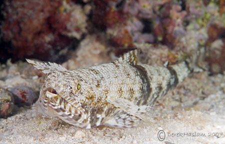 Lizard fish. S2PRO,60mm. by Derek Haslam 