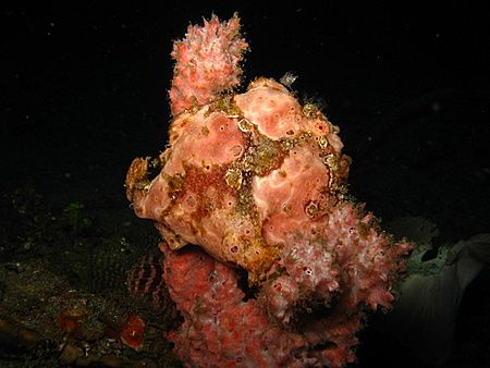 Pink frogfish on sponge, North Sulawesi by Christine Huffard 