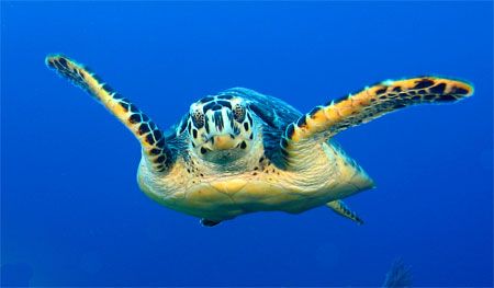A curious turtle. Cozumel. Canon SD550. by Paul Holota 