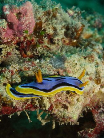 Nudi- Found three of these on one dive. Enjoy C5060 L&M M... by Joshua Miles 