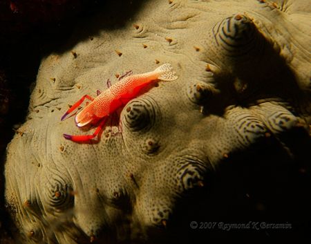 Picture was taken during a night dive in Anilao, Batangas... by Raymond Bersamin 