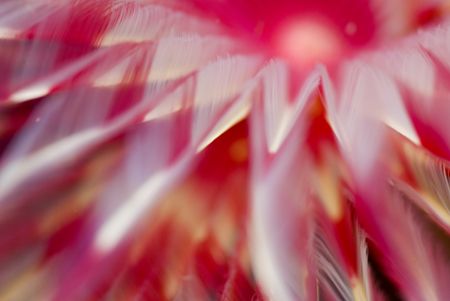 tube worm close-up. I love the colours. by Erika Antoniazzo 