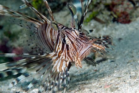 Lionfish close to shore by Andy Lerner 