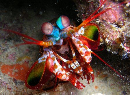 this mantis shrimp actually atackted the camera by Noby Dehm 