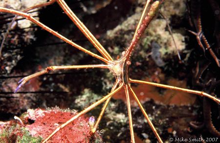 Arrow crab sandwiched between a basket star and a sea urc... by Mike Smith 