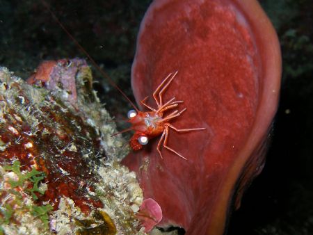 shrimp in a bowl sponge at a night dive in break down ree... by Victor J. Lasanta Garcia 