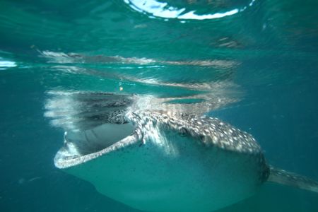 canon 20d 10/22mm
whale shark in free swimming by Eric Poulin 