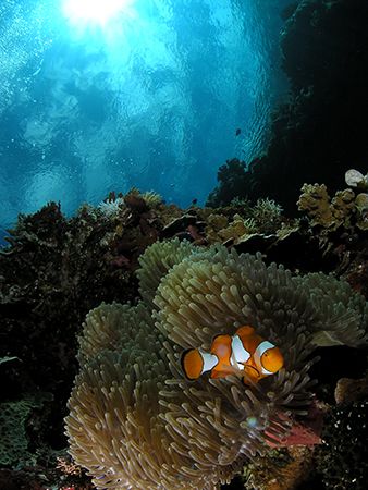 Close focus wide angle with a clown fish and sun at Walea by Cipriano (ripli) Gonzalez 