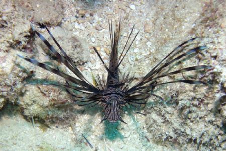 Pterois volitans 
or Red lionfish found freediving in La... by Scott Mcclarin 