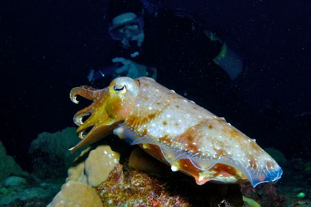 Cuttlefish at Truk Lagoon. Nikon D70S with 17-35mm f2.8 N... by Norman Hutchison 