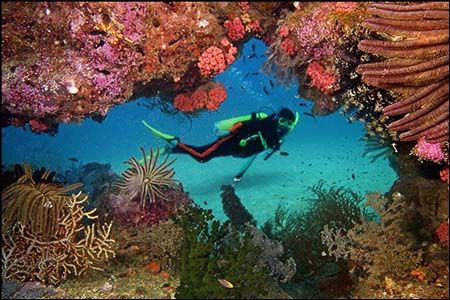 It was the first dive ever on this reef, which we had jus... by Vandit Kalia 