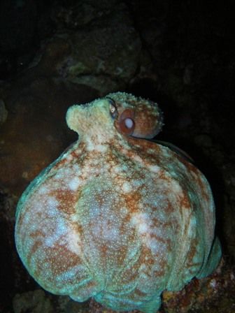 Reef Octopus, The Wall south of the island, Olympus sp 350 by Osvaldo Deleon 