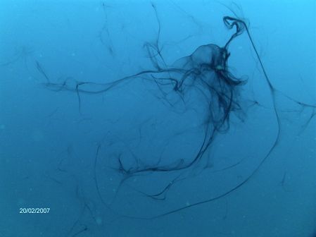 jellyfish ??? tell me if you know what it is ? Size 3/4m.... by Kaj Toivola 