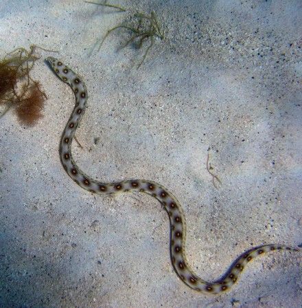 Golden spotted eel by Robert Verkoeyen 