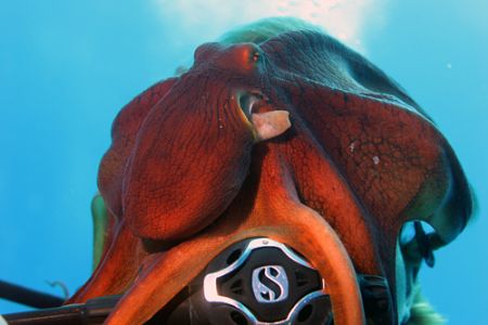 Help! This octopus is eating my head......I can't see any... by Ting Tsui 