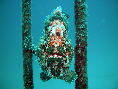 A giant frogfish performs on the parallel bars, taken at ... by Tony Otion 