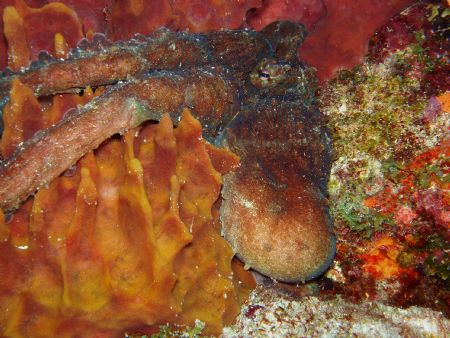 reef octopus hugging a giant barrel sponge at day on the ... by Victor J. Lasanta Garcia 