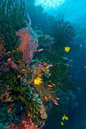 Fiji Reef Scene. by Andy Lerner 