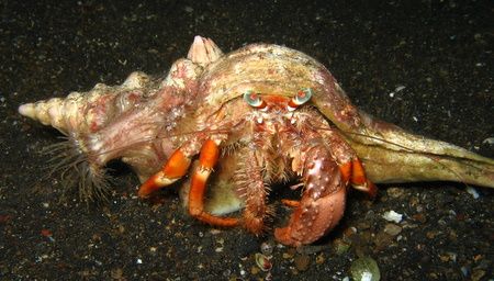 hermit crab by Christine Huffard 
