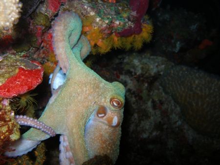 Free swimming reef Octopus, Olympus sp 350. by Osvaldo Deleon 