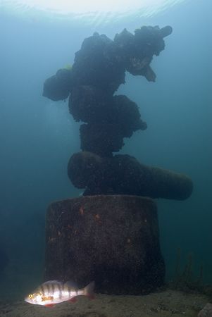 Valve cluster with perch. Stoney cove.
D200, 16mm. by Derek Haslam 