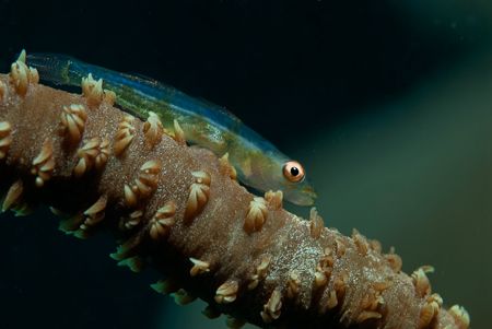 Whip coral goby, Solomon Islands by Andy Lerner 