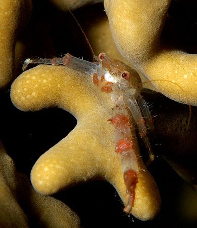 Tiny squat lobster taken at Ras Caty on a night dive. by Nikki Van Veelen 