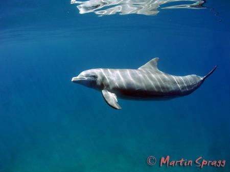 A bottle nosed dolphin at Galdden Spit in Belize by Martin Spragg 