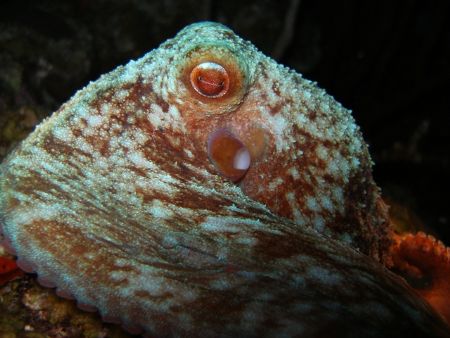 Reef Octopus, Olympus SP 350 by Osvaldo Deleon 