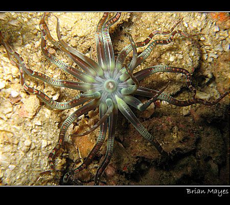 Interesting Anemone found at Fahal Island, Muscat, Oman. ... by Brian Mayes 