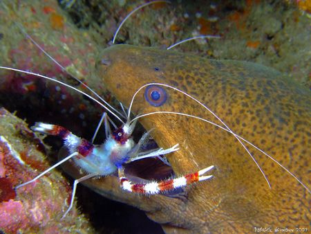 banded cleaner shrimp doing his job in the mouth of a gia... by Patrick Neumann 