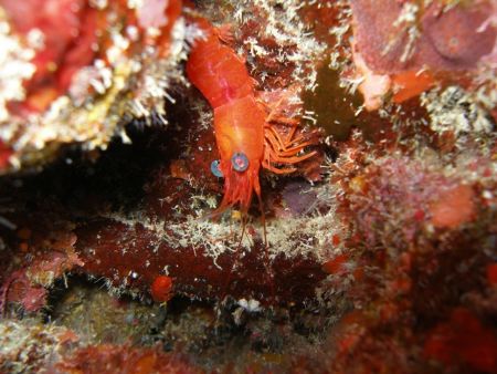 The eye Red shrimp, SP 350 OLYMPUS by Osvaldo Deleon 