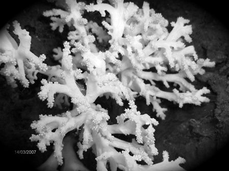 corals,, B/W by Kaj Toivola 