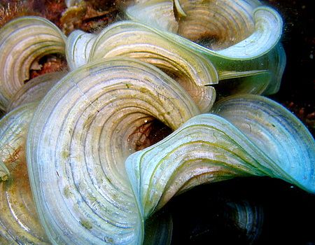 Padina algae by Christine Huffard 