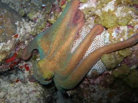 Reef octopus, diving at night, SP 350 OLYMPUS. by Osvaldo Deleon 
