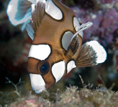 Juvenite Sweetlips. First one that I've seen! They wiggle... by Larissa Roorda 