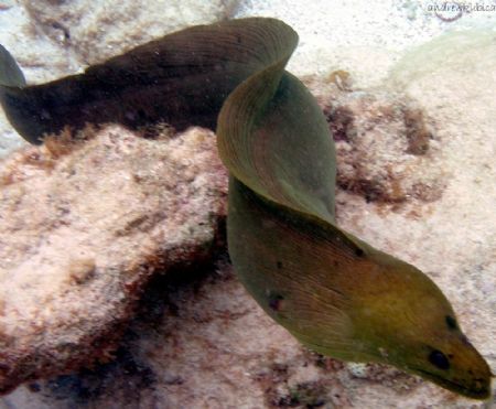 green moray eel- olypus sp-350 by Andrew Kubica 