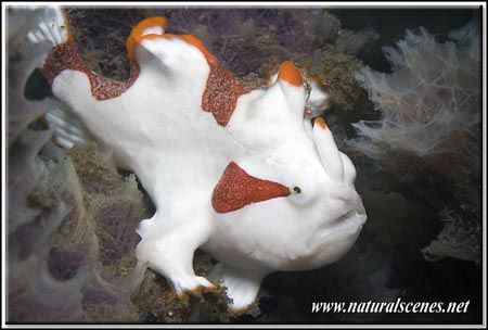 This juvenile frogfish look a lot better than is parents.... by Yves Antoniazzo 