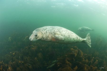 A pair of Grey Seals. Farne Islands, England.
Nikon d70 ... by Mike Clark 