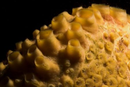 A yellow sponge (Cliona celata) shot in Peniche, Portugal... by Joao Pedro Tojal Loia Soares Silva 